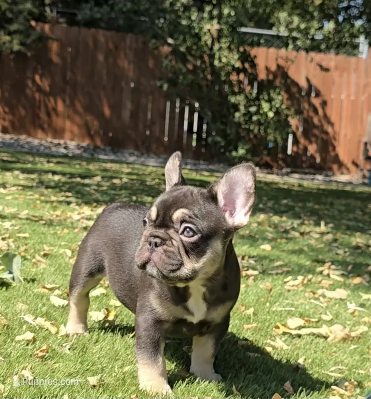 Faith  – French Bulldog puppy for sale in Gettysburg, PA