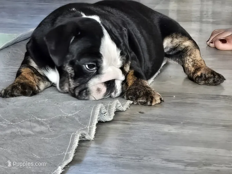 Bear – English Bulldog puppy for sale in Gettysburg, PA