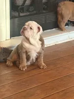 Agnes , a female English Bulldog for sale in Gettysburg, PA – 2 of 2