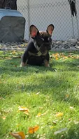 Faith , a female French Bulldog for sale in Gettysburg, PA – 3 of 3