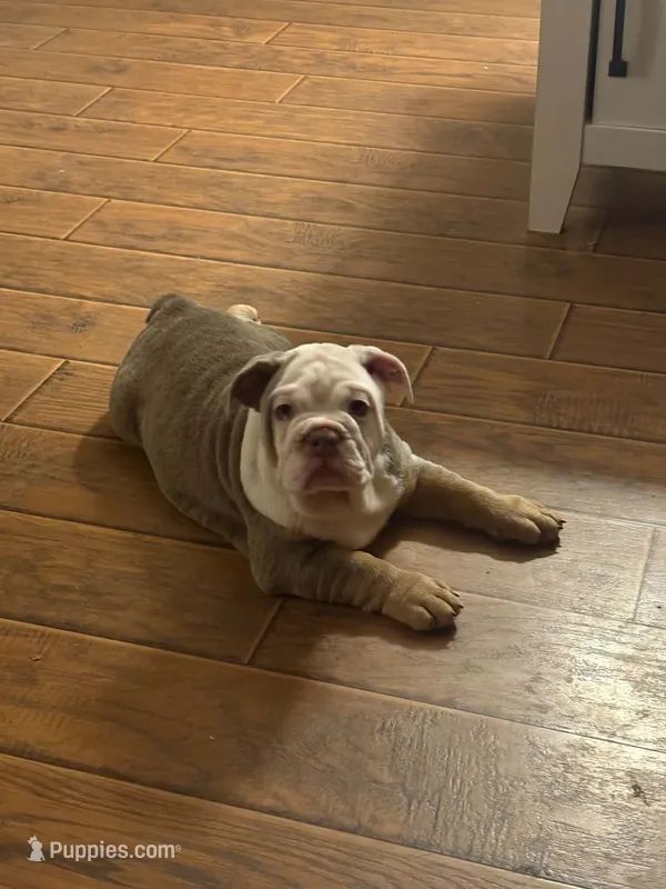 Agnes  – English Bulldog puppy for sale in Gettysburg, PA