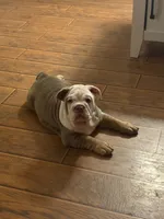 Agnes , a female English Bulldog for sale in Gettysburg, PA – 1 of 2