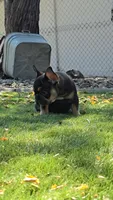 Faith , a female French Bulldog for sale in Gettysburg, PA – 2 of 3