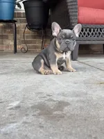 Tank , a male French Bulldog for sale in Gettysburg, PA – Photo 5 of 5