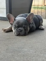 Tank , a male French Bulldog for sale in Gettysburg, PA – Photo 3 of 5
