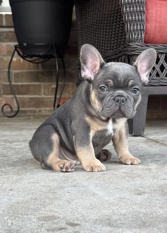 Tank , a male French Bulldog for sale in Gettysburg, PA – Photo 1 of 5