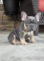 Tank , a male French Bulldog for sale in Gettysburg, PA – Photo 1 of 5