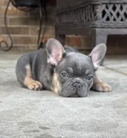 Tank , a male French Bulldog for sale in Gettysburg, PA – Photo 2 of 5