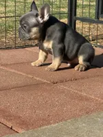 Tank , a male French Bulldog for sale in Gettysburg, PA – Photo 4 of 5