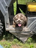Dovey , a female English Bulldog for sale in Gettysburg, PA – Photo 3 of 4