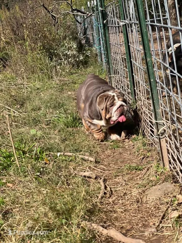 Dovey  – English Bulldog puppy for sale in Gettysburg, PA