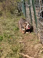 Dovey , a female English Bulldog for sale in Gettysburg, PA – Photo 1 of 4