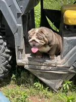 Dovey , a female English Bulldog for sale in Gettysburg, PA – Photo 4 of 4