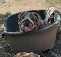 Dovey , a female English Bulldog for sale in Gettysburg, PA – Photo 2 of 4