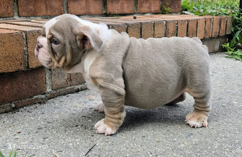 Bruce  – English Bulldog puppy for sale in Gettysburg, PA