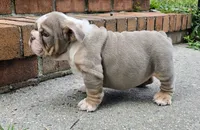 Bruce , a male English Bulldog for sale in Gettysburg, PA – 1 of 3