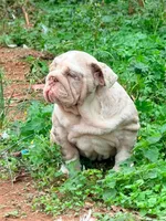 Peanut , a female English Bulldog for sale in Gettysburg, PA – 1 of 5
