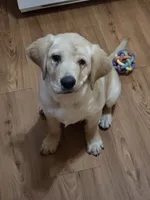 Summer Breeze, a female Golden Retriever and Labrador Retriever for sale in Sterling, IL – 4 of 6