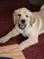 Summer Breeze, a female Golden Retriever and Labrador Retriever for sale in Sterling, IL – 1 of 6