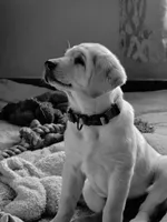 Summer Breeze, a female Golden Retriever and Labrador Retriever for sale in Sterling, IL – 2 of 6