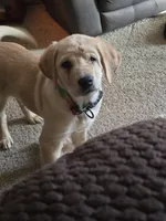 Summer Breeze, a female Golden Retriever and Labrador Retriever for sale in Sterling, IL – 3 of 6