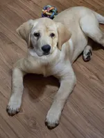 Summer Breeze, a female Golden Retriever and Labrador Retriever for sale in Sterling, IL – 5 of 6