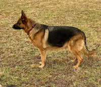 Anika vom Poor Farm, a female German Shepherd Dog for sale in Covington, GA – Photo 2 of 5
