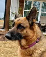 Anika vom Poor Farm, a female German Shepherd Dog for sale in Covington, GA – Photo 1 of 5