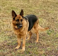 Anika vom Poor Farm, a female German Shepherd Dog for sale in Covington, GA – Photo 3 of 5