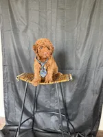Akc Clear 🧬 Tested Red Poodle Boy 💙 bb, a male Poodle - Miniature  for sale in Campbell, TX – 10 of 10