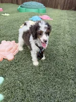 Akc Clear 🧬 Tested Blue Merle Phantom Parti Boy- Carries Brown, a male Poodle - Miniature  for sale in Campbell, TX – 2 of 10