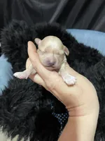 Maltipoo Boy 💙, a male Maltipoo for sale in Campbell, TX – 4 of 7