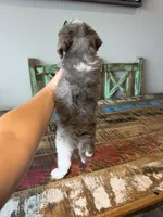 Akc Clear 🧬 Tested Blue Merle Phantom Parti with Blue eye, a female Poodle - Miniature  for sale in Campbell, TX – 6 of 10