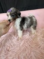 Akc Clear 🧬 Tested Blue Merle Phantom Parti 🩷, a female Poodle - Miniature  for sale in Campbell, TX – 6 of 10