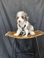 Akc Clear 🧬 Tested Blue Merle Phantom Parti 💙, a male Poodle - Miniature  for sale in Campbell, TX – 3 of 10