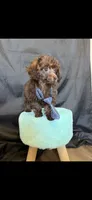 Akc Luke, a male Poodle - Toy  for sale in Campbell, TX – 5 of 6