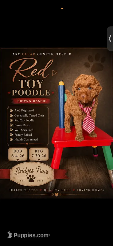 Akc Clear Red Toy Poodle Boy 💙 Brown Based – Poodle - Toy  puppy for sale in Campbell, TX