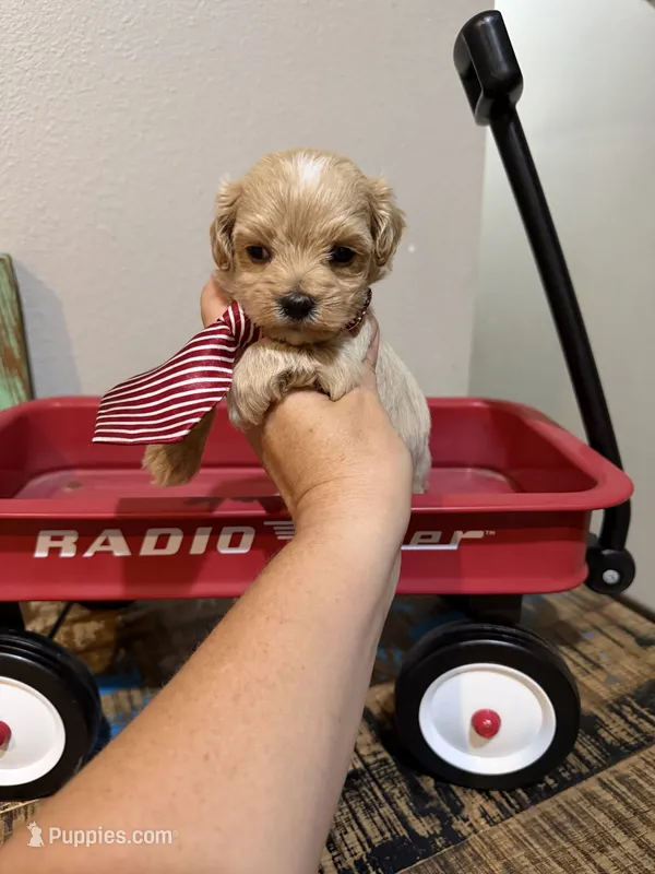 Maltipoo Boy! Red Tie! ❤️ – Maltipoo puppy for sale in Campbell, TX