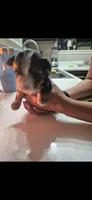 Sophie the Yorkie 🩷, a female Yorkshire Terrier for sale in Campbell, TX – 4 of 4
