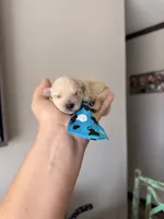 Cali’s Apricot Maltipoo Blue Tie, a male Maltipoo for sale in Campbell, TX – 5 of 10