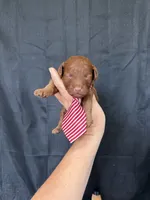 Akc Red Toy Poodle 💙, a male Poodle - Toy  for sale in Campbell, TX – 9 of 10