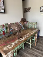Akc Clear Chocolate Phantom Animal Genetics tested , a male Poodle - Miniature  for sale in Campbell, TX – 2 of 9