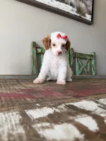 Akc Clear 🧬 Tested Chocolate Phantom Parti Girl 🩷, a female Poodle - Miniature  for sale in Campbell, TX – 9 of 10