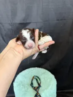 Akc Clear 🧬 Chocolate Phantom Parti Boy, a male Poodle - Miniature  for sale in Campbell, TX – 8 of 10