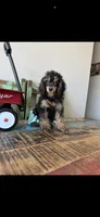 Akc Clear 🧬 Tested Clear Boy 💙, a male Poodle - Miniature  for sale in Campbell, TX – 9 of 10