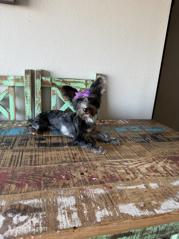 Blue Merle Yorkie Jolie 🩷 – Yorkshire Terrier puppy for sale in Campbell, TX