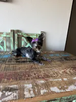 Blue Merle Yorkie Jolie 🩷, a female Yorkshire Terrier for sale in Campbell, TX – 1 of 10