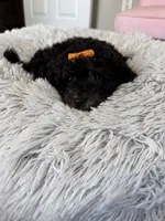 Akc Clear 🧬 Black Phantom Girl 🩷, a female Poodle - Miniature  for sale in Campbell, TX – 8 of 10