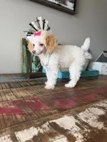 Akc Clear 🧬 Tested Chocolate Phantom Parti 🩷, a female Poodle - Toy  for sale in Campbell, TX – 3 of 10