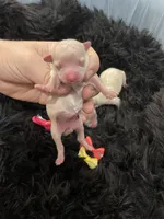 Maltipoo Girls! 3 available! , a female Maltipoo for sale in Campbell, TX – 6 of 10